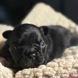 Myan - Black and tan male French Bulldog puppy in Tulsa, Oklahoma from Hart's Chihuahuas