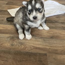 Siberian Husky Puppies from Fly Siberian
