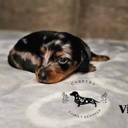 Vinny - Dapple male Dachshund puppy in Modesto, California from Cabrera Family Kennels
