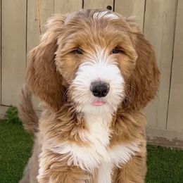 Goldendoodles and Poodles from Goldendoodles of San Diego