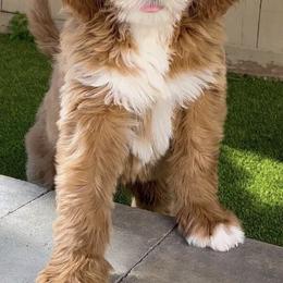 Goldendoodles and Poodles from Goldendoodles of San Diego