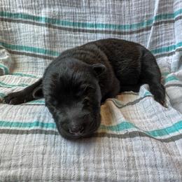 Cressida (Blue) - Gold brindle female Dutch Shepherd puppy in Slippery Rock, Pennsylvania from Pytka Performance K9