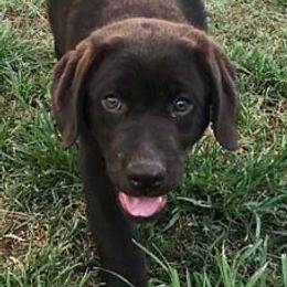Labrador Retrievers from Dreamweaver Labradors