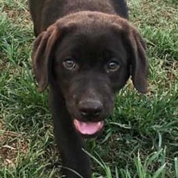 Labrador Retrievers from Dreamweaver Labradors