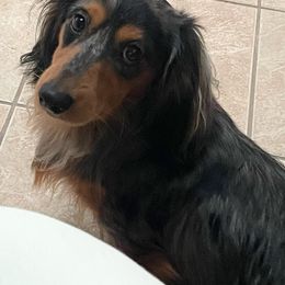 Stag - Dachshund