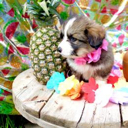Fairy Godmother - Sable female Pembroke Welsh Corgi puppy in Valley, Washington from Corgis of the Mountain Valley