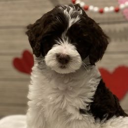 Girl 1 - Bernedoodle puppy in Lacey’s Spring, Alabama from Daisy's Doodles
