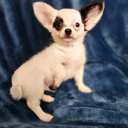 Rocky - Black and white male Chihuahua puppy in Attleboro, Massachusetts from Treasured Hearts Chihuahuas and Toy/mini poodles