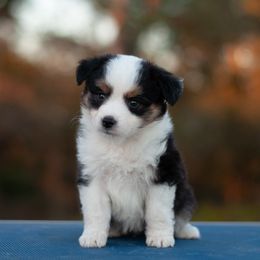Girl 4 - Blue merle Miniature American Shepherd puppy in Texas from Epic Miniature American Shepherds