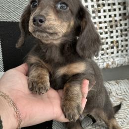Boone - Gray (blue) and cream male Dachshund puppy in Paw Paw, Michigan from Mulberry Meadow Farms