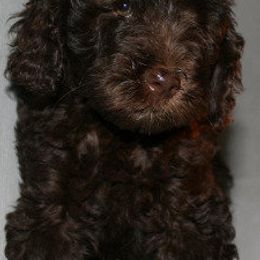 Australian Labradoodle Puppies from Wonderland Labradoodles