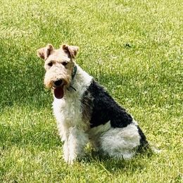 Clara - Wire Fox Terrier
