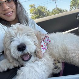 Bernedoodle and Goldendoodle All Grown Up from Dainty Doodle Dogs