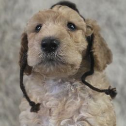 Stone - Apricot male Goldendoodle puppy in Jourdanton, Texas from More Doodles to Love (Formerly Bridges to Love)