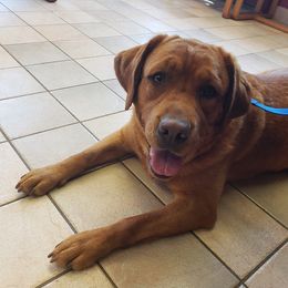 Labrador Retriever All Grown Up from Tall Pine Labradors LLC