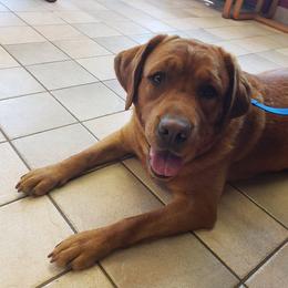 Labrador Retriever All Grown Up from Tall Pine Labradors LLC