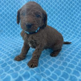 Baby Blue - Red  male Goldendoodle puppy in Lancaster, Kentucky from Dream Paws Puppies, LLC