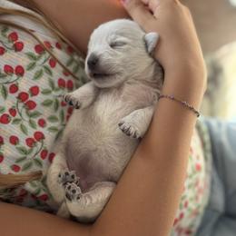 Jill - White female West Highland White Terrier puppy in Harrisville, Utah from Diamond in the Ruff