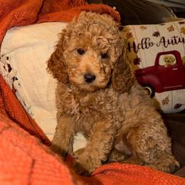 Dolly - Apricot female Goldendoodle puppy in Greenville, South Carolina from Law Doodles of SC