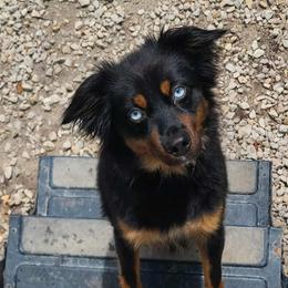 SoBe - Black tri female Miniature American Shepherd puppy in Nicholasville, Kentucky from SaturnMoon MAS & BC