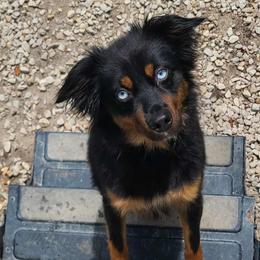 SoBe - Black tri female Miniature American Shepherd puppy in Nicholasville, Kentucky from SaturnMoon MAS & BC