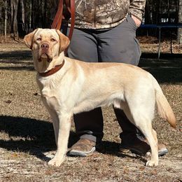 Comanche - Labrador Retriever