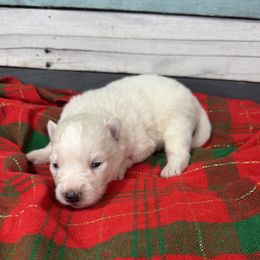 Chongo - White male Pomsky puppy in Krum, Texas from Paw-Some Pomskies