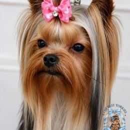Li-Li - Yorkshire Terrier