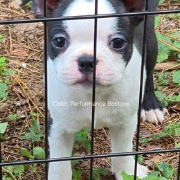 Rigatoni - Black brindle and white male Boston Terrier puppy in Griffin, Georgia from Celtic Performance Bostons