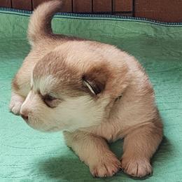 Lilly, green collar girl - Red and white female Alaskan Malamute puppy in Grayson County, Virginia from River Bend Malamutes