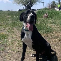 Eros - Great Dane