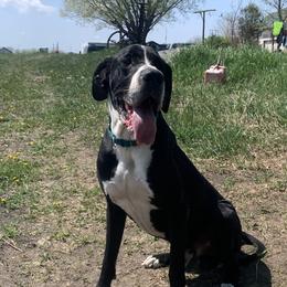 Eros - Great Dane