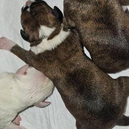 Brindle full white Collar - Brindle female Boxer puppy in Gloucester, Virginia from Keen Boxers