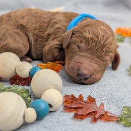Doc - Red  male Poodle puppy in Mongomery, Texas from Celestial Jewels Poodles