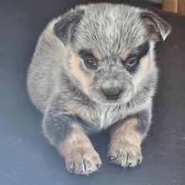 Cooper - Blue speckled male Australian Cattle Dog puppy in Cora, Wyoming from Lyla Hinman's Australian Cattle Dogs