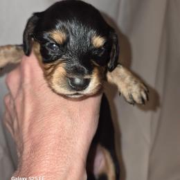 Ren - Black and cream female Dachshund puppy in Antlers, Oklahoma from MoMo's Dachshunds