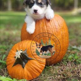 Pearl - Black and white female American Corgi puppy in Cameron, North Carolina from Butts Family Corgis