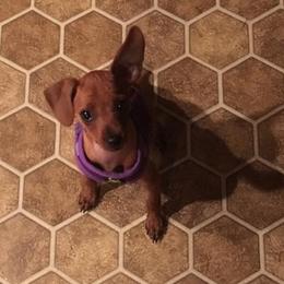 Miniature Pinscher Puppies from Snomoon Miniature Pinschers