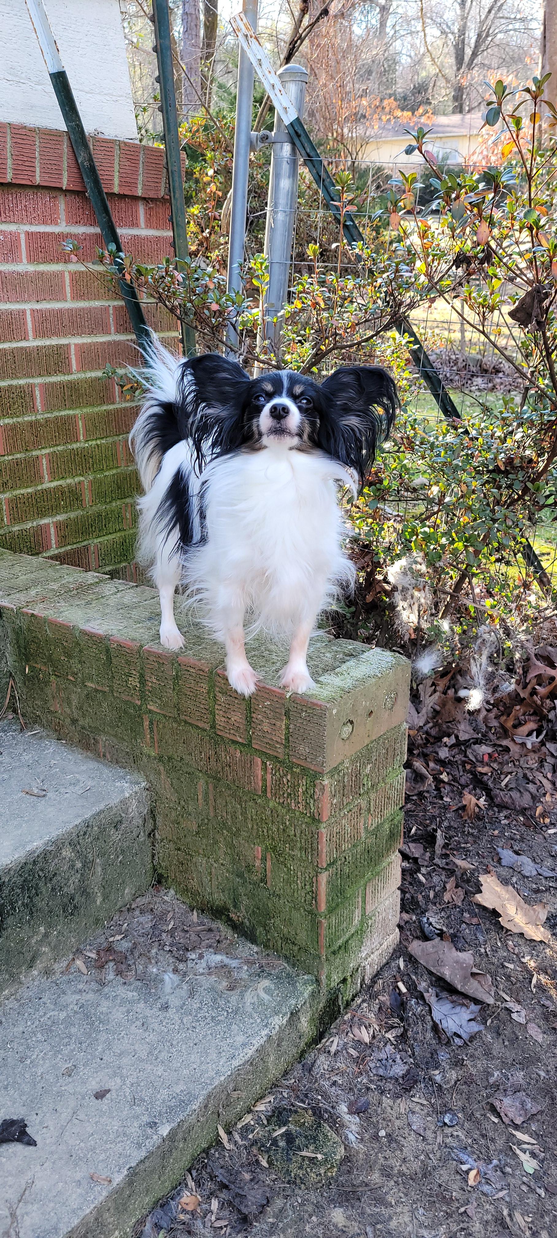 Eastern Papillions in North Carolina | Papillon puppies | Good Dog