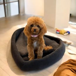 Emmy - Red  Poodle puppy in Queen Creek, Arizona from Poised Poodles