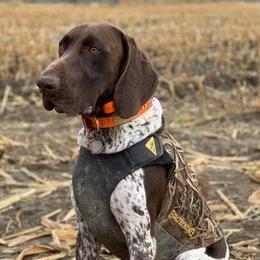 German Shorthaired Pointers from Merrymeeting Kennels