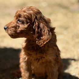 Piston - Apricot female Goldendoodle puppy in Larimer County, Colorado from Puppy Love Doodles