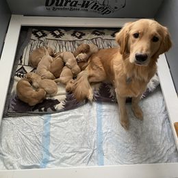 Golden Retriever Puppies from DeClercks Goldens