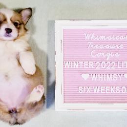 American Corgi and Pembroke Welsh Corgi Puppies from Whimsical Treasure Corgis