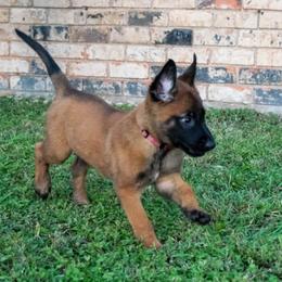 Belgian Malinois and German Shepherd Puppies from Madhouse’s Belgian Malinois and German Shepherds