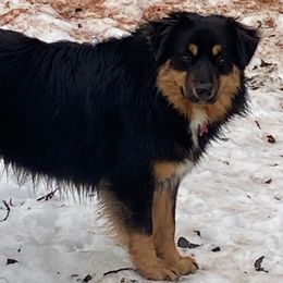 Australian Shepherd puppies from Glacier Aussies