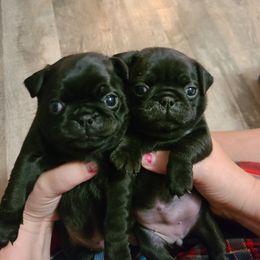 Pug Puppies from Lil'Farm Pugs