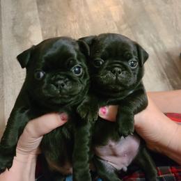 Pug Puppies from Lil'Farm Pugs