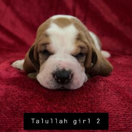 Girl 2 - Basset Hound puppy in Clayton, Indiana from Bluebelle Blossom Basset Hounds