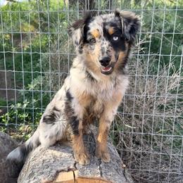 Holly - Blue merle female Miniature American Shepherd puppy in Idaho Falls, Idaho from Sugartop Minis